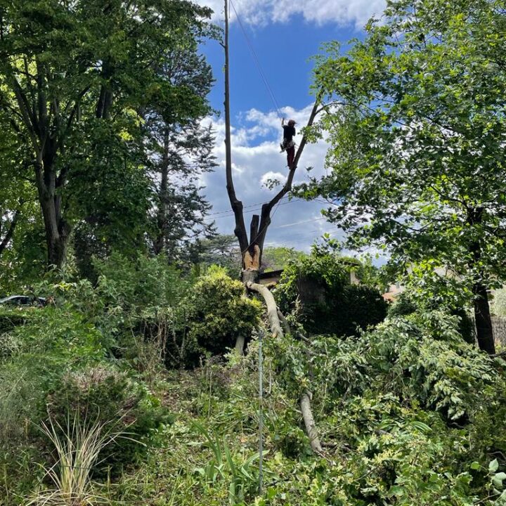 Entreprise d'abattage d'arbres près de Vancia