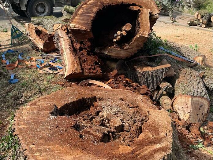 Abattage d'arbres à Caluire et Cuire