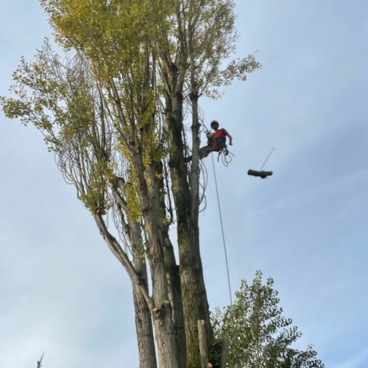 Élagueur à Rillieux la Pape