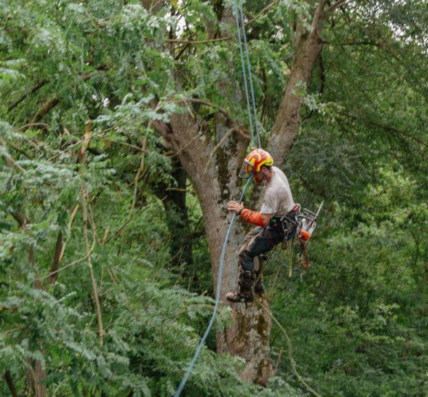 Élagueur autour de moi dans la région lyonnaise : un artisan local pour vos arbres - Espace Vert Oxygène